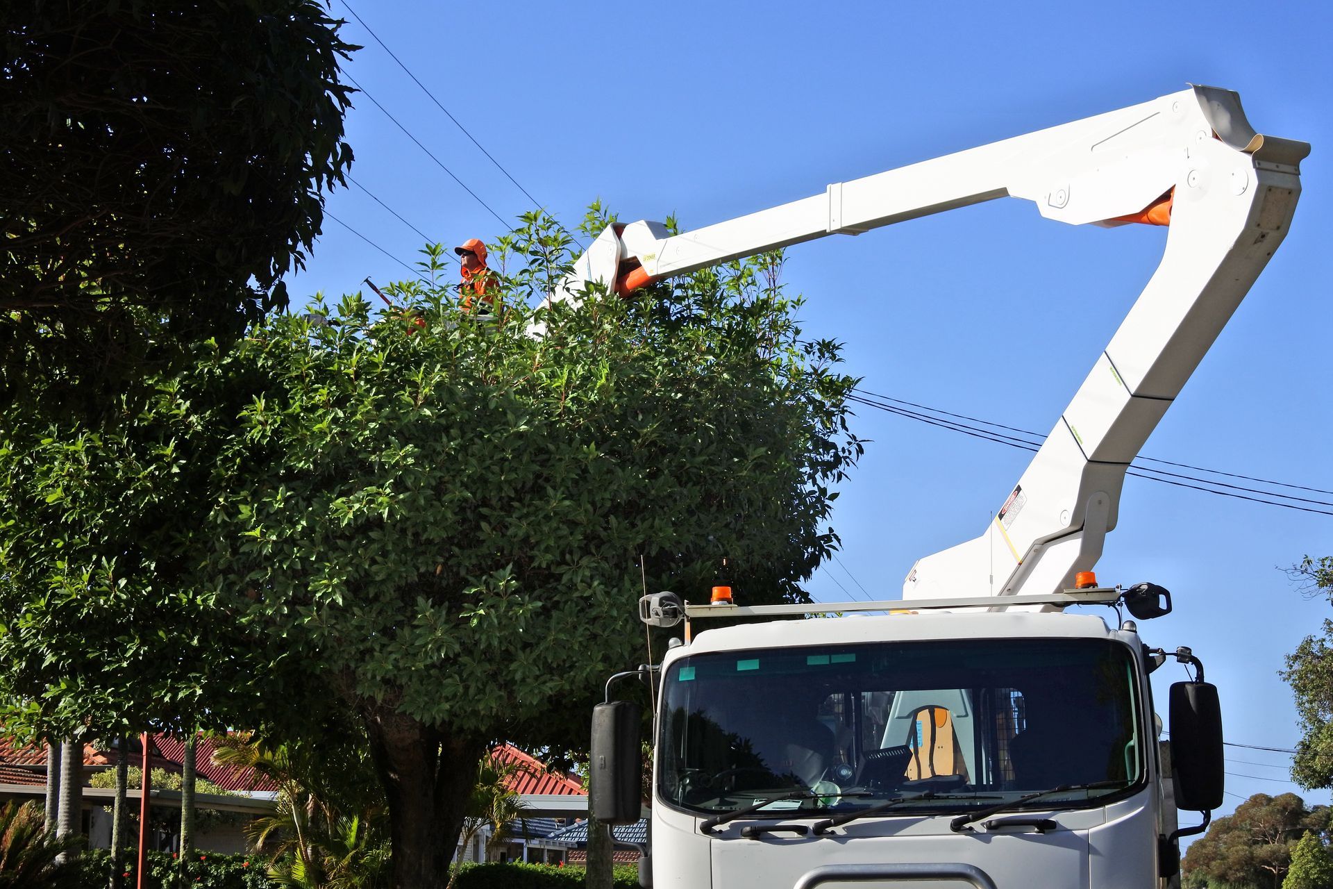 Person using red loppers to trim tree branches in a leafy yard
