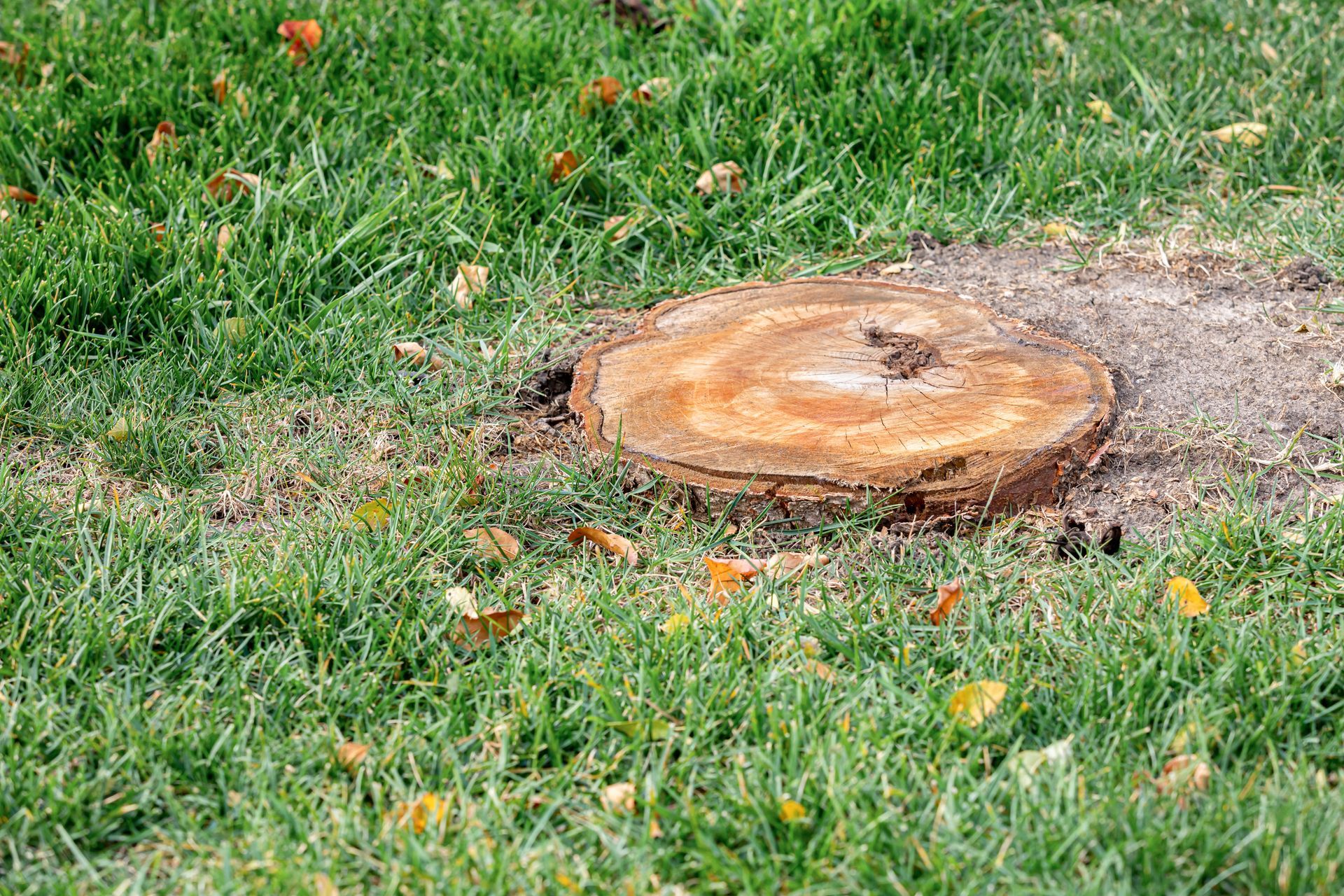 Freshly cut tree stump in a grassy yard with orange leaves scattered around