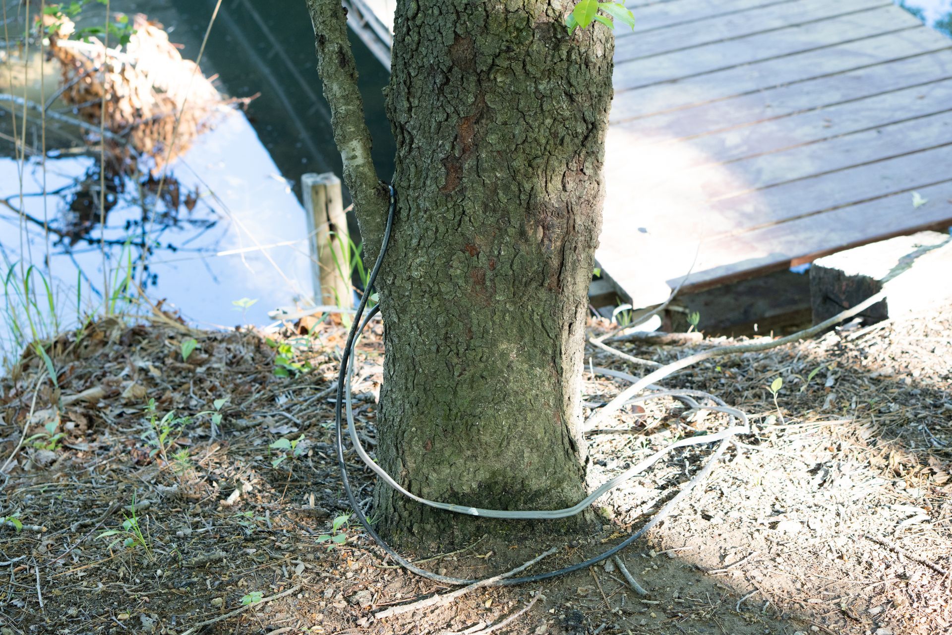 Tree trunk with tubing wrapped around it, near a dock and water.