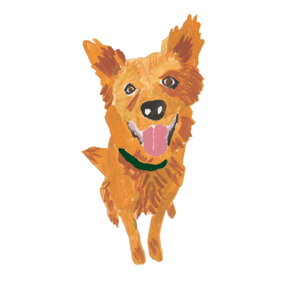 Small orange dog with upright ears, black nose, pink tongue out, and a green collar on a white background