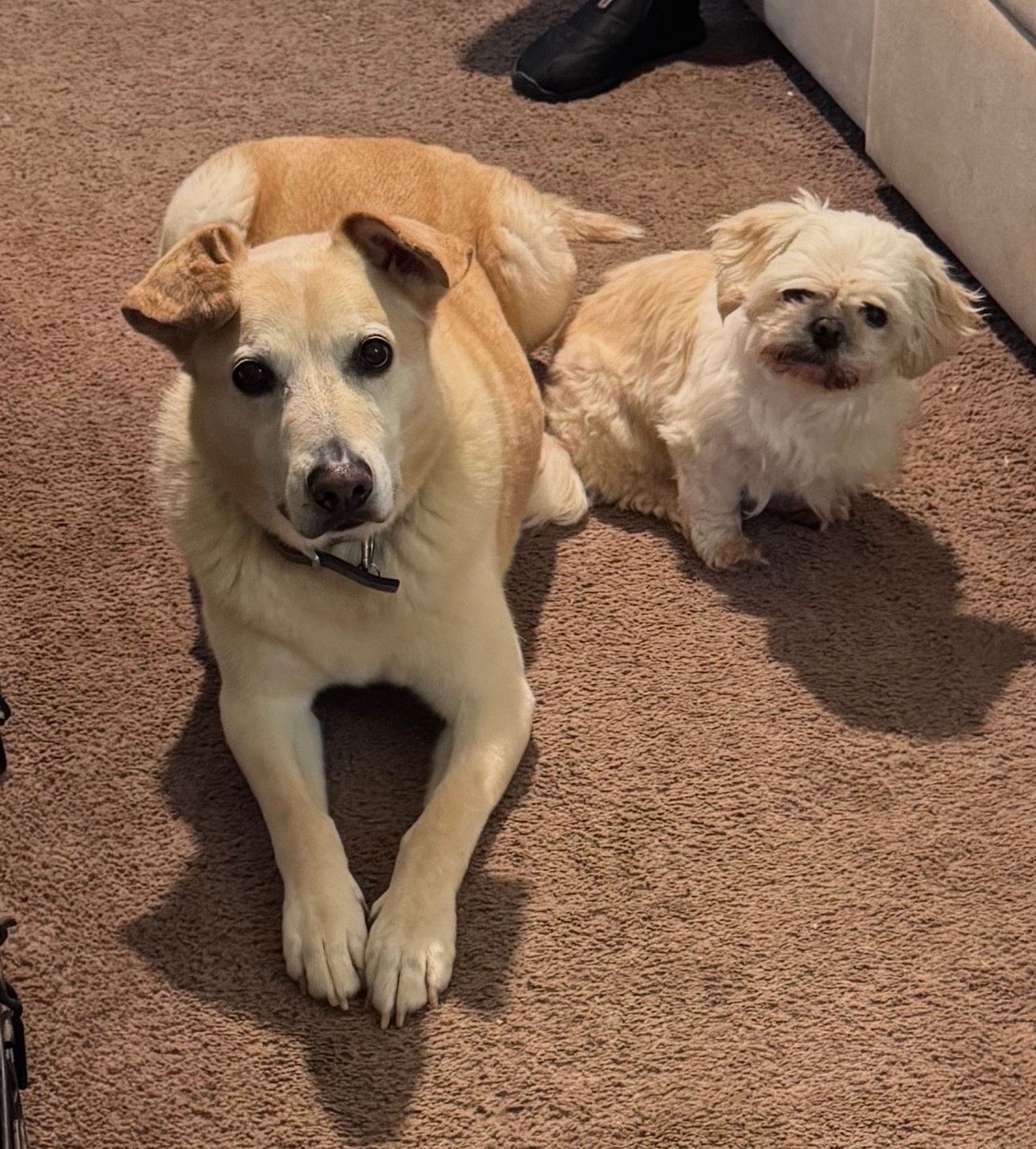 Two small dogs lying on a carpet, one tan and white and one cream-colored, in a living room.