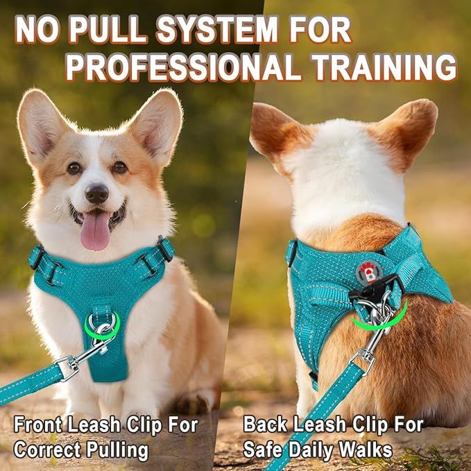 Dog Training Peachtree City, GA Good Dog Happy Owner Dog Training