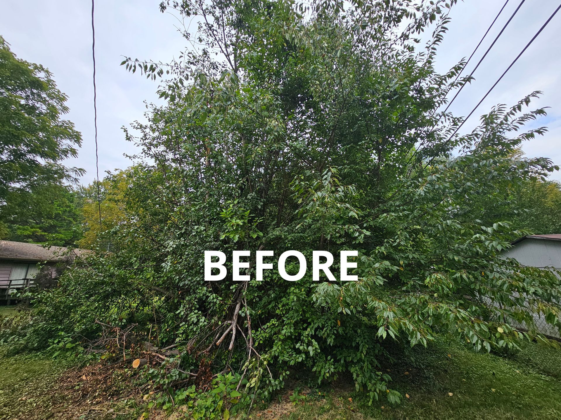 QCT LLC ; Services for Best Price Tree Servicessame/next day services