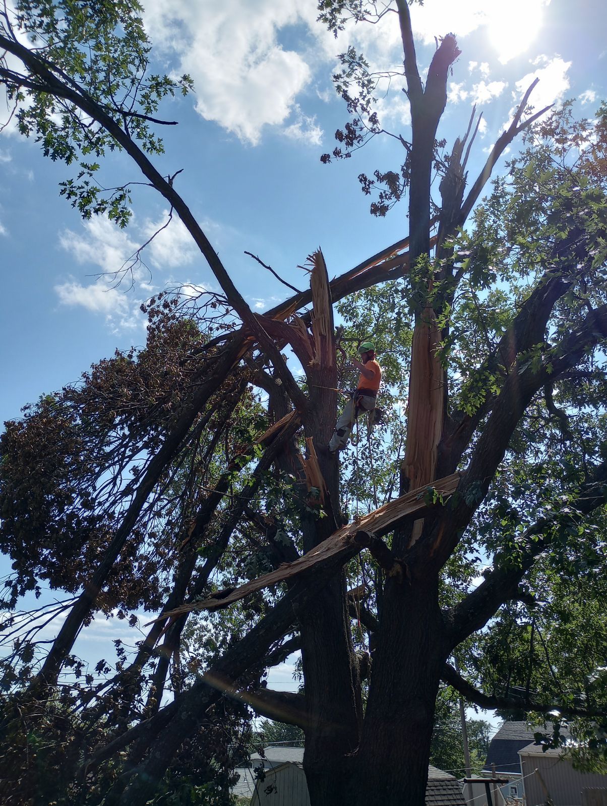 QCT LLC ; Services for Best Price Tree Servicessame/next day services