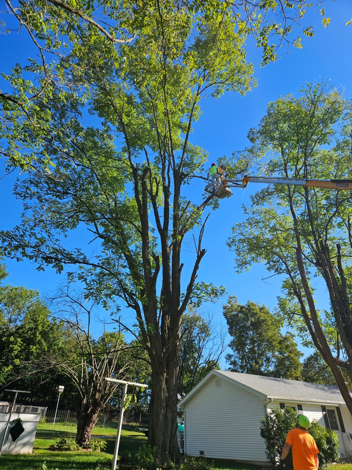 QCT LLC ; Services for Best Price Tree Servicessame/next day services