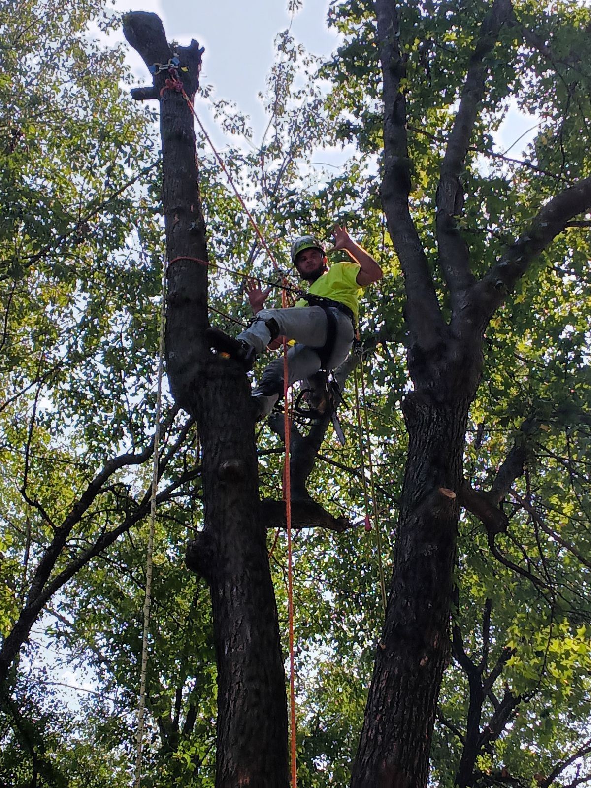 QCT LLC ; Services for Best Price Tree Servicessame/next day services