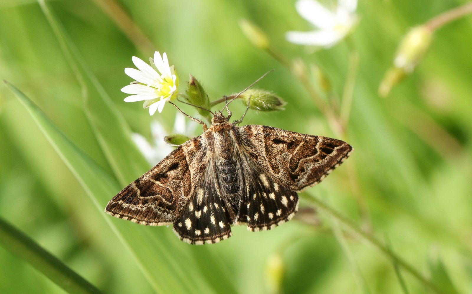 Moth On The Flower — Margate, FL — Goodfellas Pest Extermination Moth On The Flower — Margate, FL — Goodfellas Pest Extermination