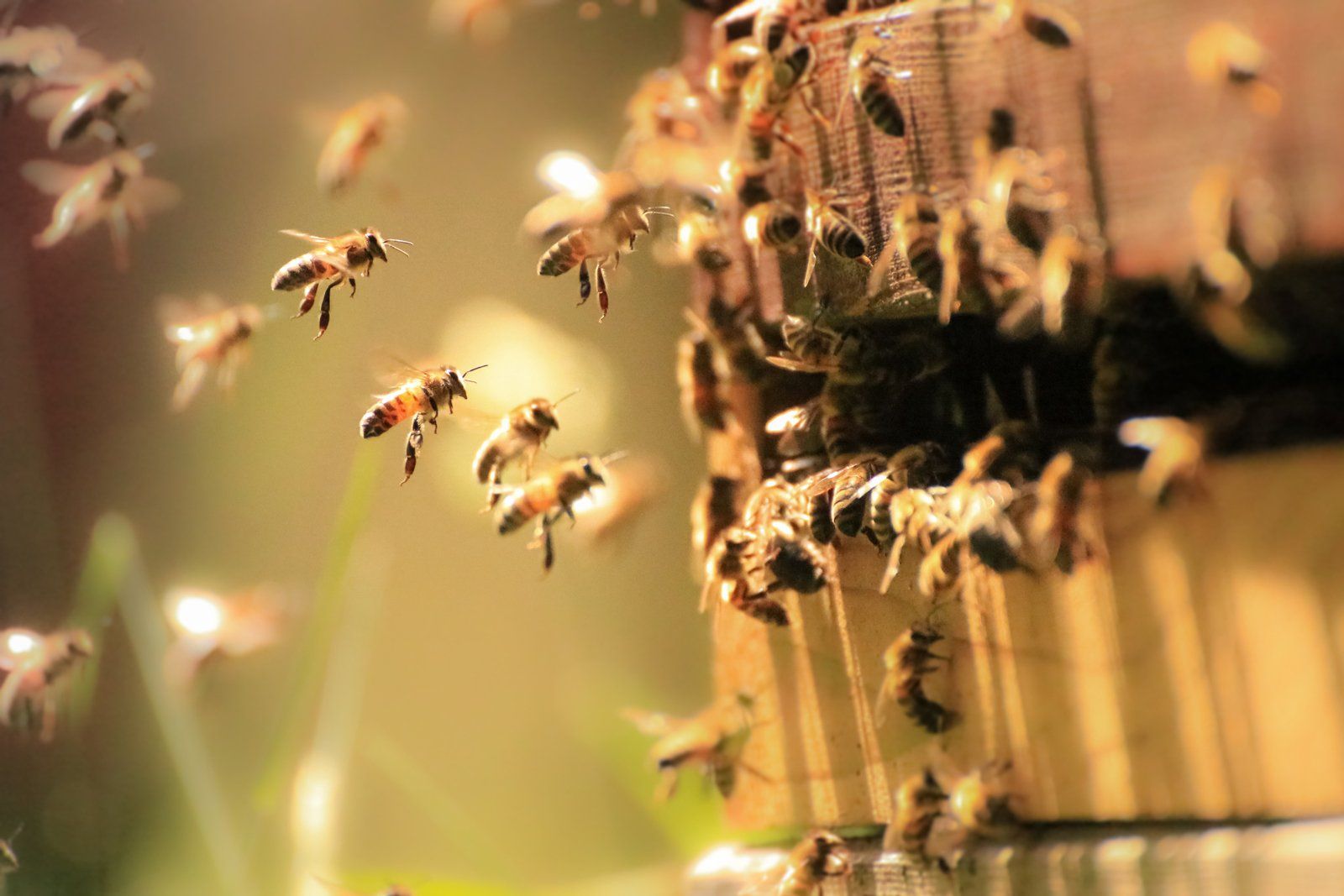 Honey Bees Working — Margate, FL — Goodfellas Pest Extermination Honey Bees Working — Margate, FL — Goodfellas Pest Extermination