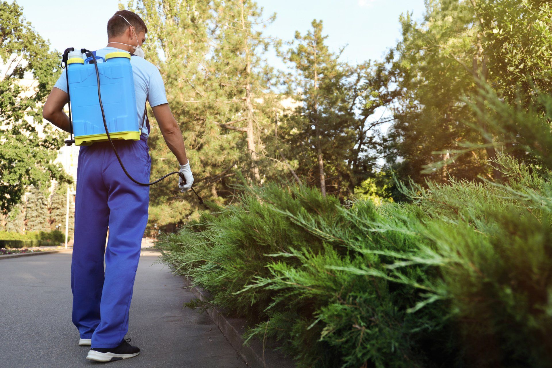 Spraying On The Brush — Margate, FL — Goodfellas Pest Extermination Spraying On The Brush — Margate, FL — Goodfellas Pest Extermination