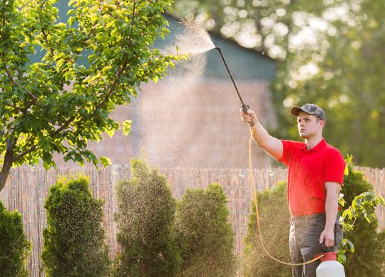 Staff Spraying Tree of Pest — Margate, FL — Goodfellas Pest Extermination Staff Spraying Tree of Pest — Margate, FL — Goodfellas Pest Extermination