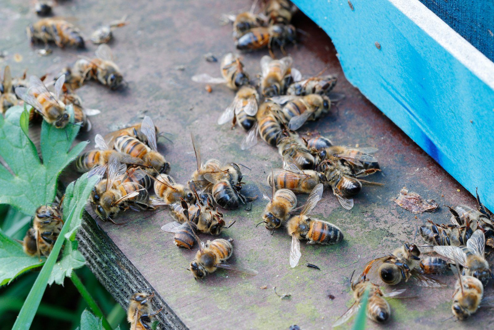 View Of Beehive — Margate, FL — Goodfellas Pest Extermination