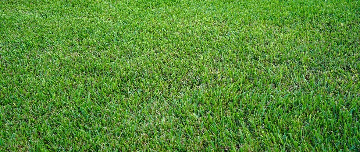 best grass types for north texas lawns