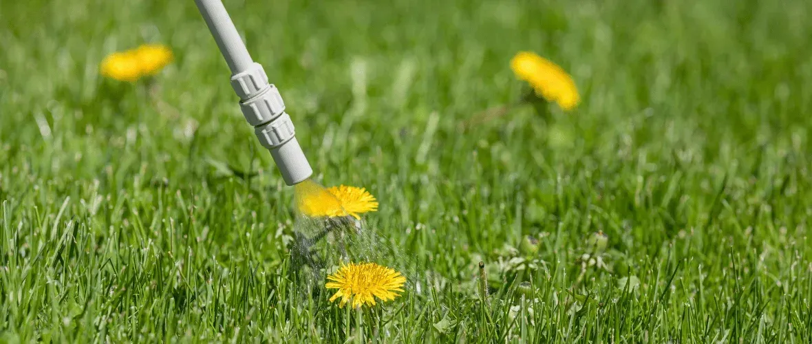 common north texas lawn weeds control