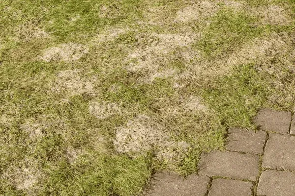 fungicide application service company in sherman tx