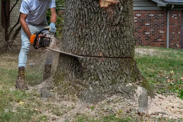 tree removal contractors in sherman tx