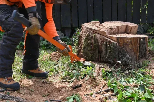 tree removal service company in sherman tx