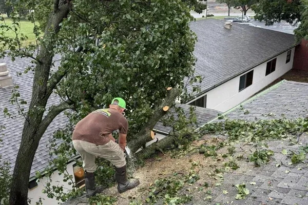 tree trimming solutions in sherman tx