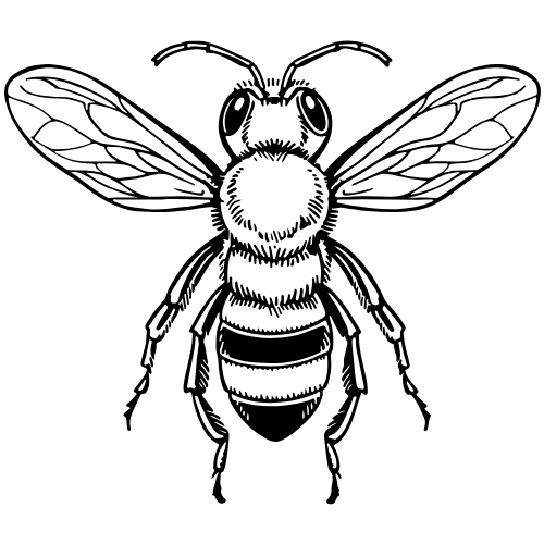 Black and white illustration of a bee, viewed from above, with wings extended.