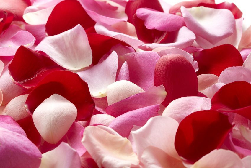 Click to view pictures & prices petals