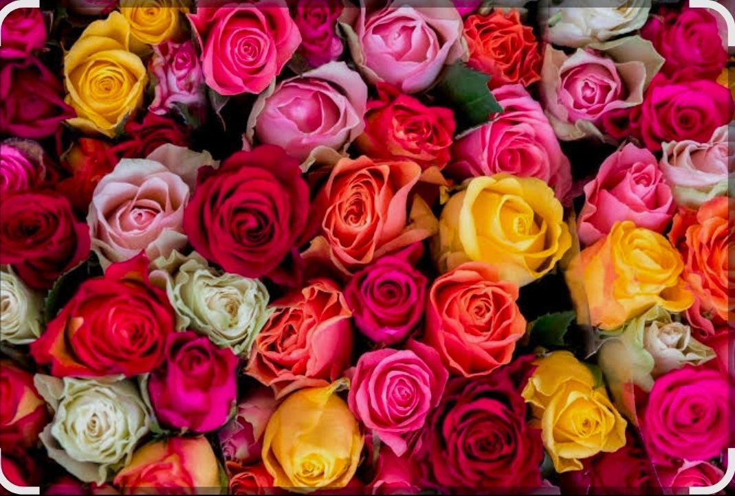 Click to view pictures & prices single rose