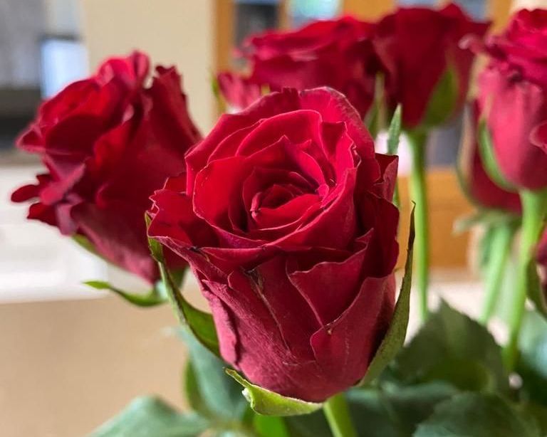 Click to view pictures & prices single rose