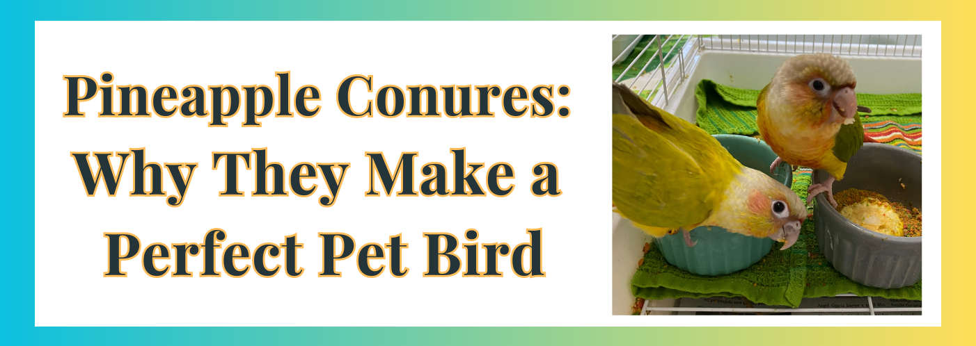 Pineapple Conures: Why They Make a Perfect Pet Bird