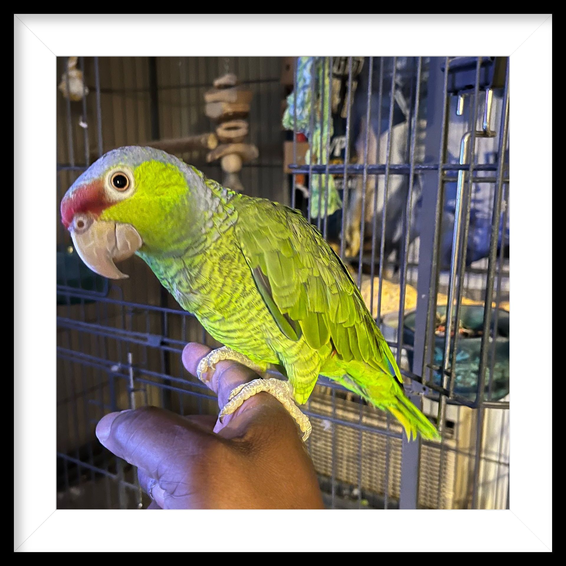 Amazon Parrot