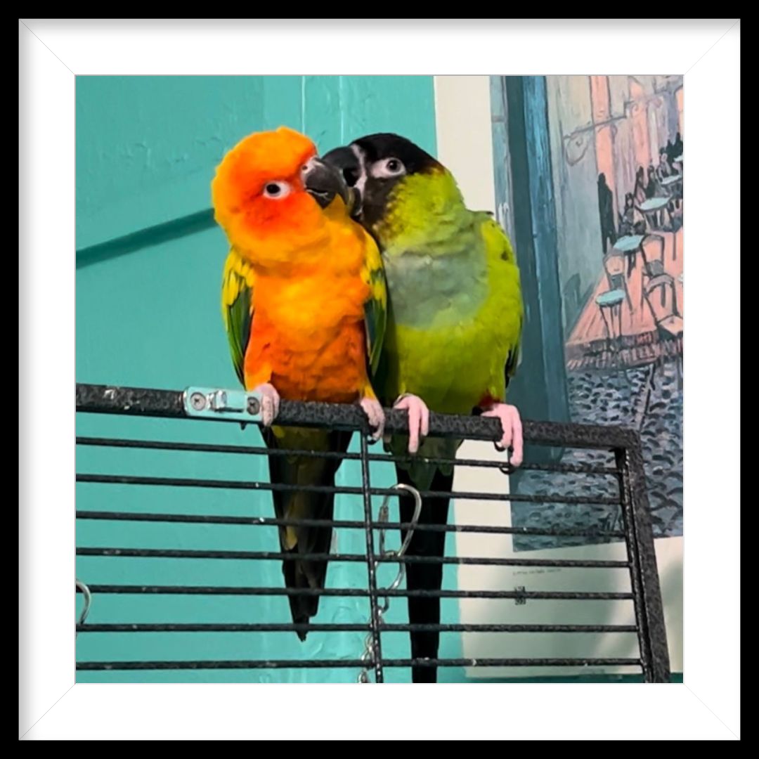 Conures