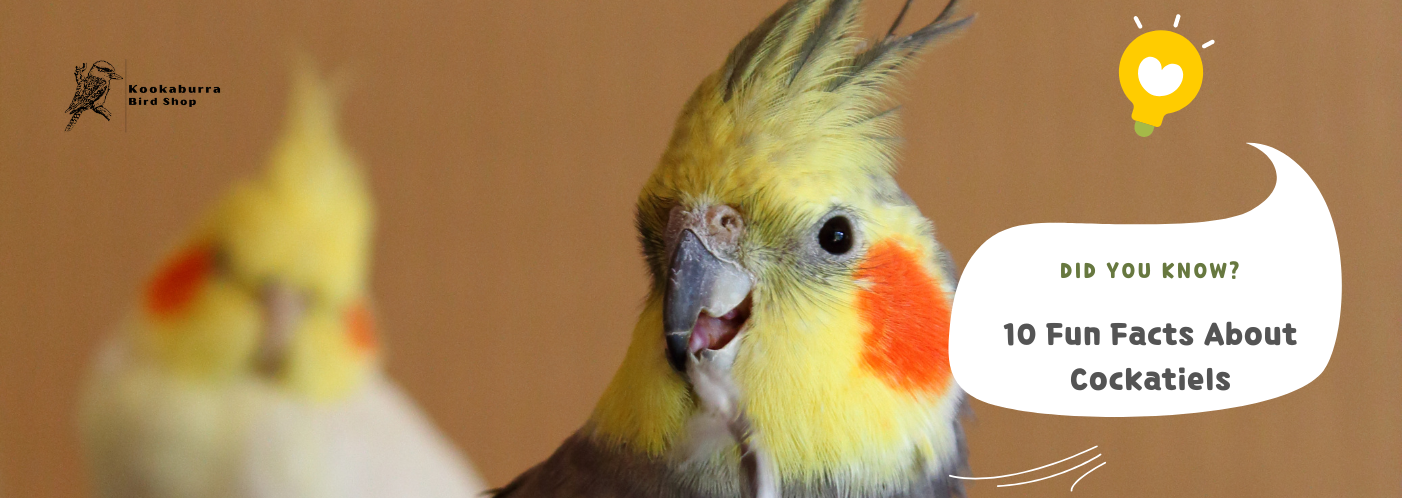 Cockatiel Fun facts about cockatiels as pets