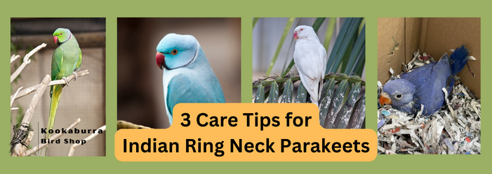 Indian Ringneck Parrot