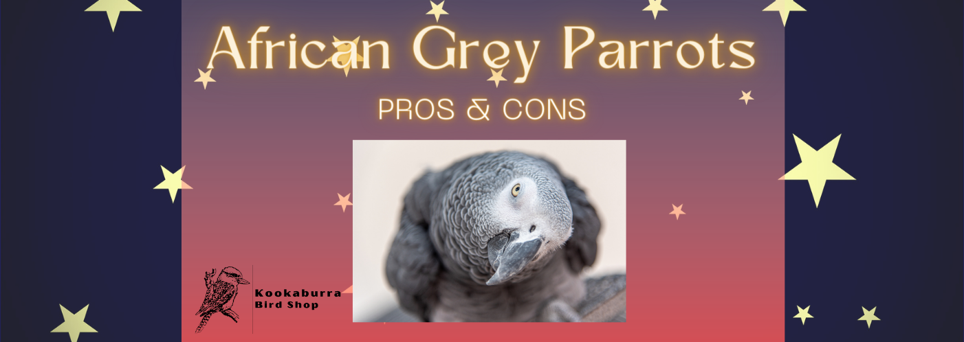 African Grey Parrot African Grey Parrots as pets