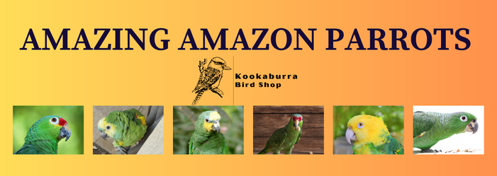 Amazing Amazon Parrots Amazon Parrots as Pets