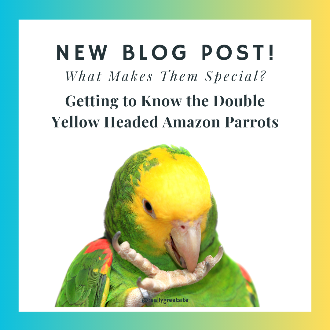 Double Yellow Headed Amazon (dyh)