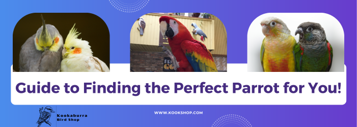 Cockatiels, Scarlet Macaw, & Conures Guide to finding the perfect parrot for you
