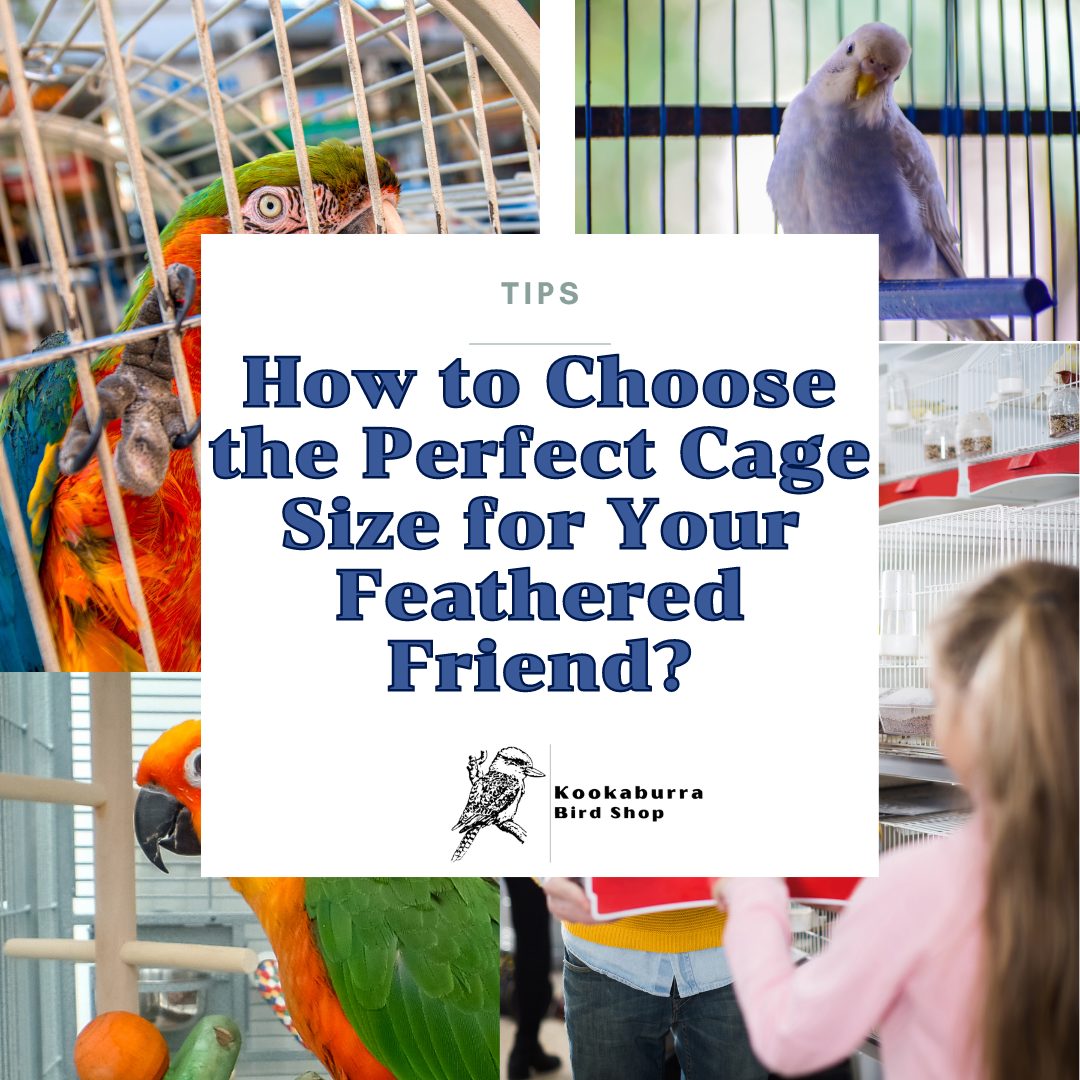 Best bird cages