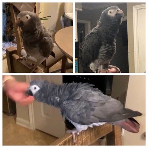 Timneh Grey Parrot