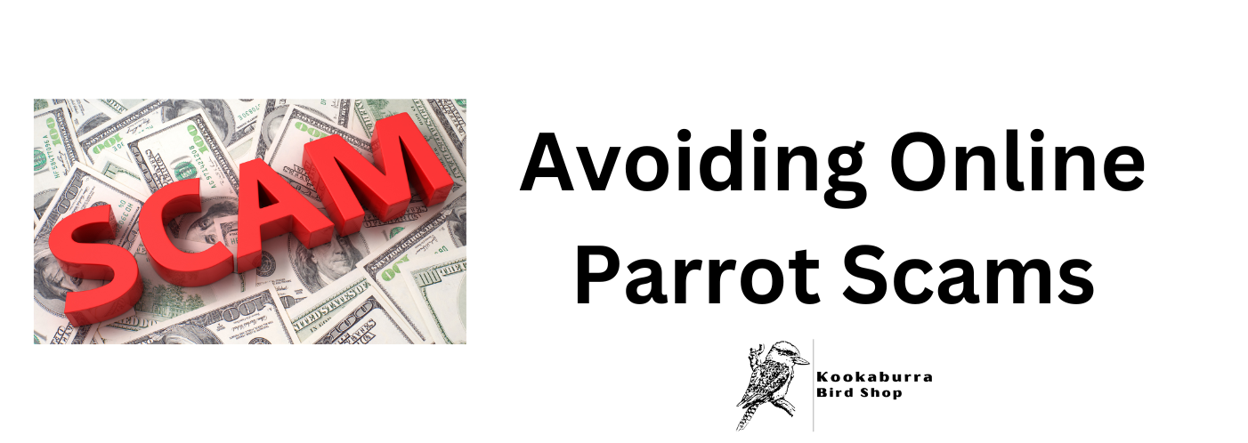 How to avoid online parrot scams