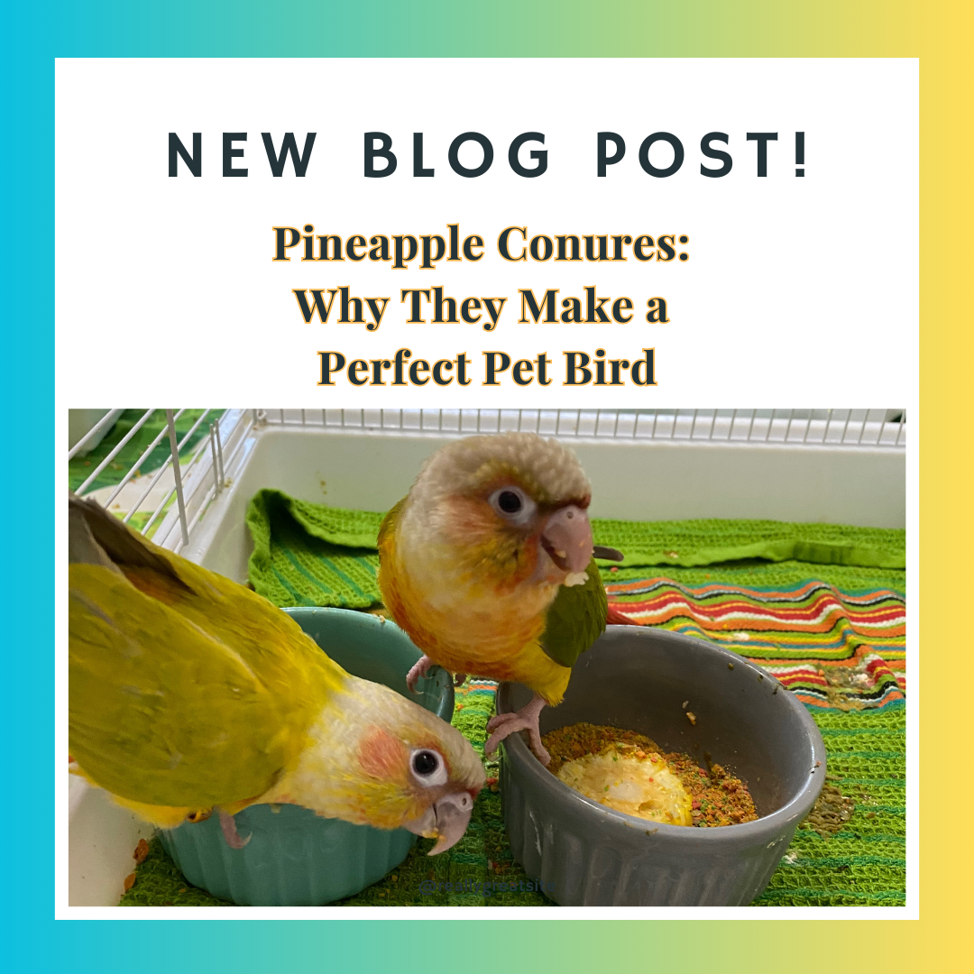 pineapple conure