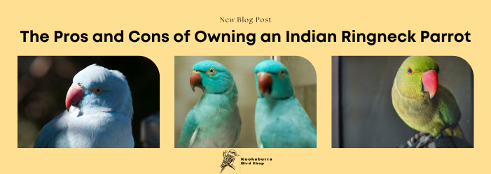 The pros & cons of owning an Indian Ring Necked Parrot