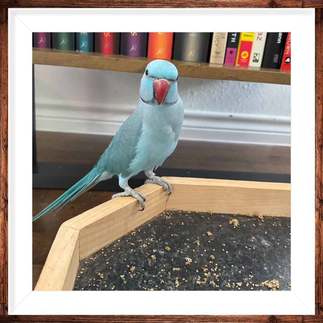 birds for adoption