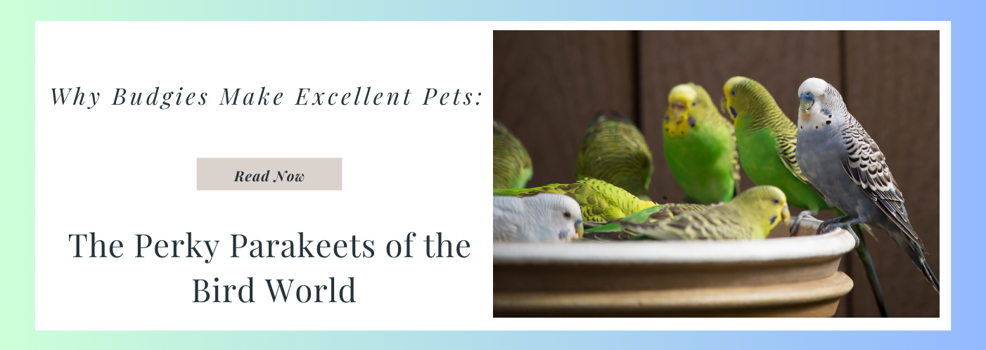 Why Budgies make excellent pets