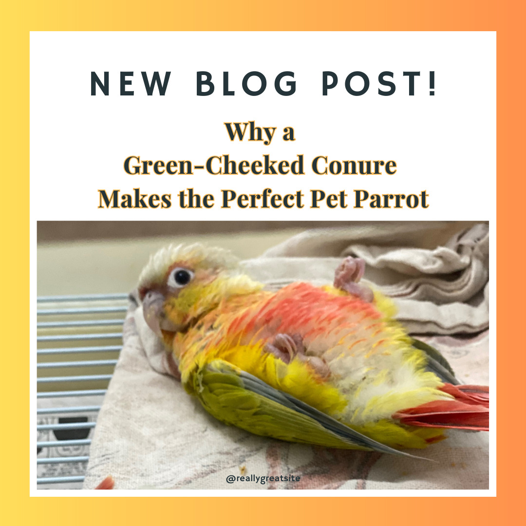 green cheeked conure