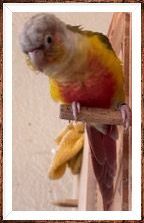 Green Cheeked COnure