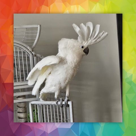 Umbrella Cockatoo