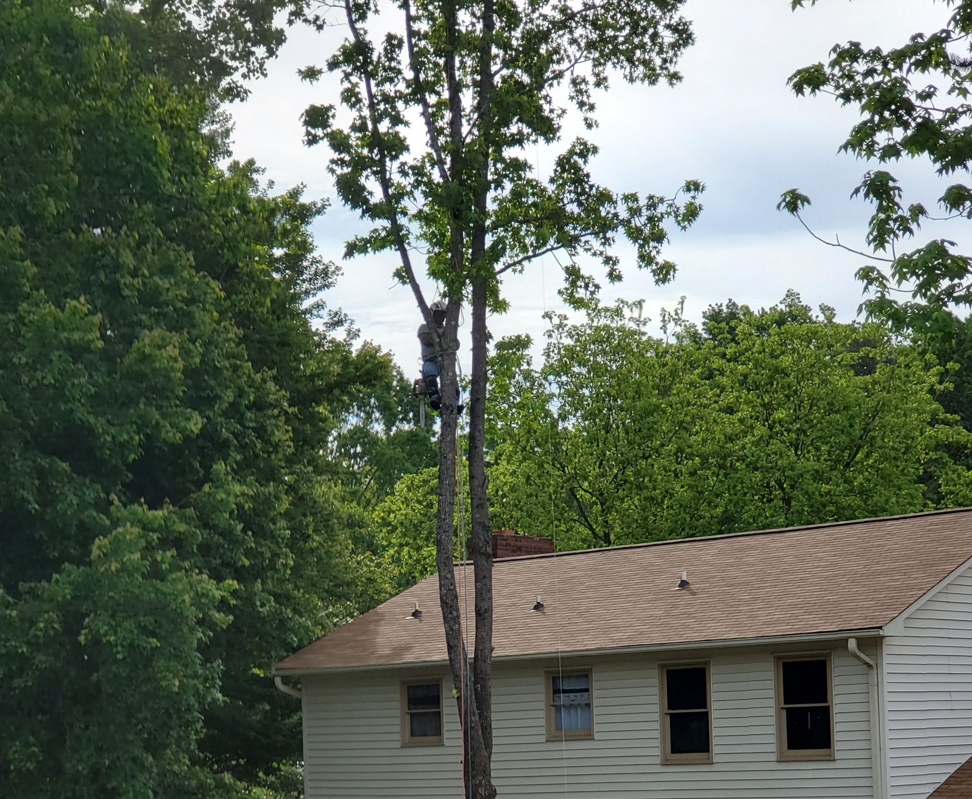 Tree Removal — Salem, NC — Flores Tree Service