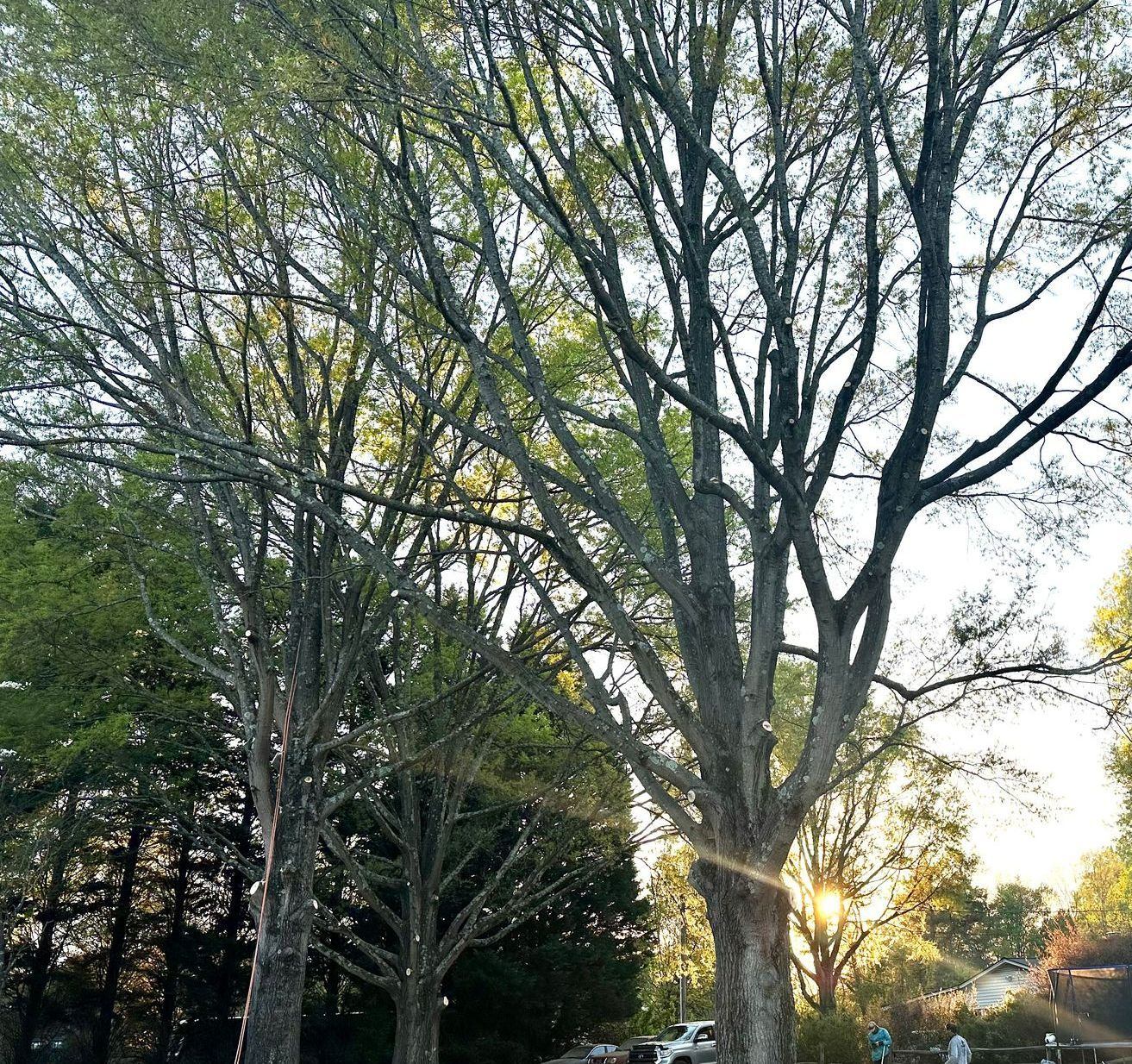 Tree Trimming — Salem, NC — Flores Tree Service