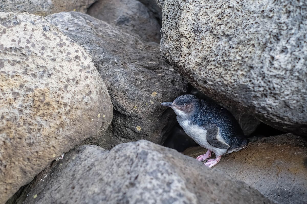 Little penguin at St Kilda Pier