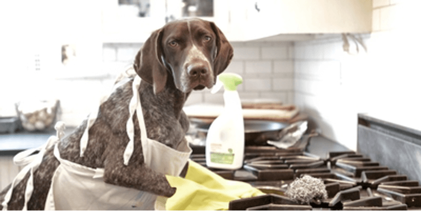 Brown and white dog on a kitchen counter beside a spray bottle and cleaning cloths