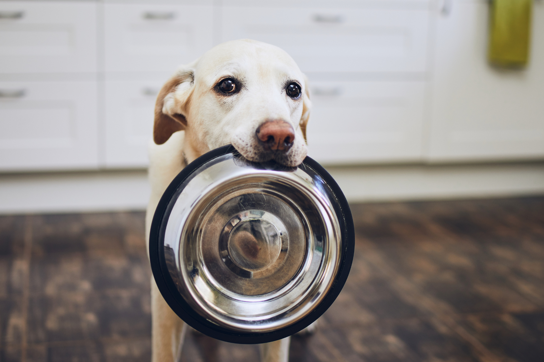 White dog holding a metal bowl in a kitchen