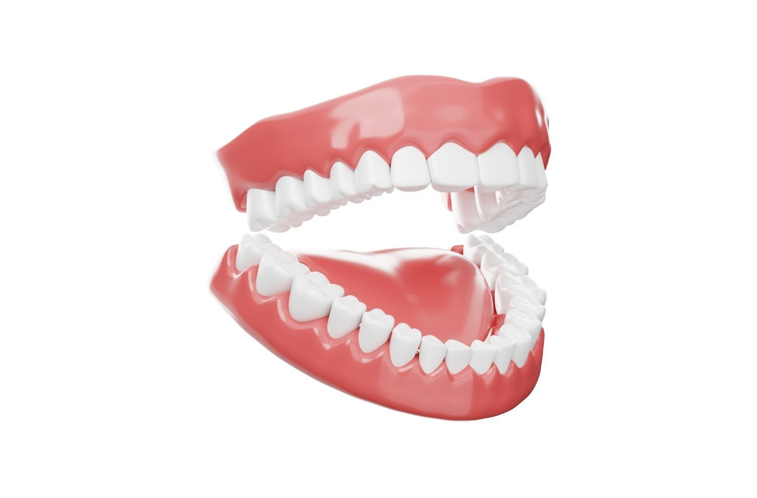 Open mouth dental model with pink gums and white teeth on a white background